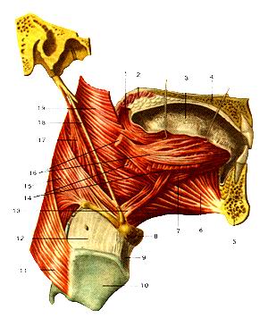  
  Рис. 170. Мышцы языка (musculi linguae). Вид справа. Правая
  половина нижней и верхней челюстей удалены. 1-нёбно-язычная мышца; 2-мягкое 
  нёбо; 3-язык; 4-твердое нёбо; 5-нижняя челюсть (отрезана); 6-подбородочно-язычная 
  мышца; 7-нижняя продольная мышца (языка); 8-подъязычная кость; 9-срединная щито-подъязычная 
  связка; 10-шитовидный хряш; 11-нижний констриктор глотки; 12-шито-подъязычная 
  мембрана; 13-хряше-язычная мышца; 14-подъязычно-язычная мышца (отрезана); 15-средний 
  констриктор глотки; 16-шило-язычная мышца; 17-шило-глоточная мышца; 18-шило-подъязычная 
  связка; 19-всрхний констриктор глотки;
  Fig. 170. Musculi lingua. Вид справа. Правая половина нижней и верхней челюстей 
  удалены. 1-m. palatoglossus; 2-palatum molle; 3-lingua; 4-palatum dunim; 5-mandibula 
  (отрезана); 6-musculus genioglossus; 7-musculus longitu-dinalis inferior (linguae); 
  8-os hyoideum; 9-ligamentum thyrohy-oideum medianum; 10-cartilago thyroidea; 
  11-m. constrictor pharyngis inferior; 12-membranathyrohyoidea; 13-m. chondroglossus; 
  14-m. hyoglossus; 15-m. constrictor pharyngis medius; 16-m. sty-loglossus; 17-m. 
  stylopharyngeus; 18-ligamentum stylohyoideum; 19-m. constrictor pharyngis superior.
  Fig. 170. Muscles of tongue. Right aspect. The right half of mandible and upper 
  jaw are deleted. 1-palatoglossal muscle; 2-soft palate; 3-tongue, 4-hard palate; 
  5-lower jaw (cut off); 6-genioglossus; 7-inferior lingual muscle; 8-hyoid bone; 
  9-median thyrohyoid ligament; 10-thyroid cartilage; 11-m. constrictor pharyngis 
  inferior; 12-thyrohyoid membrane; 13-chondroglossus; 14-hyoglossus m.; 15-middle 
  constrictor 16-styloglossus; 17-stylopharyn-geus m.; 18-stylohyoid ligament; 
  19-superior constrictor.